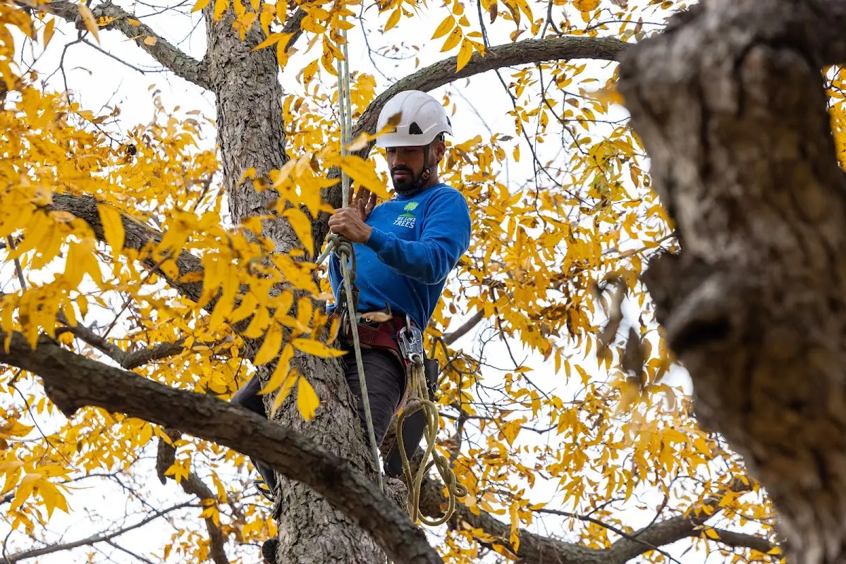 Skilled Tree Planing crew working in New Haven